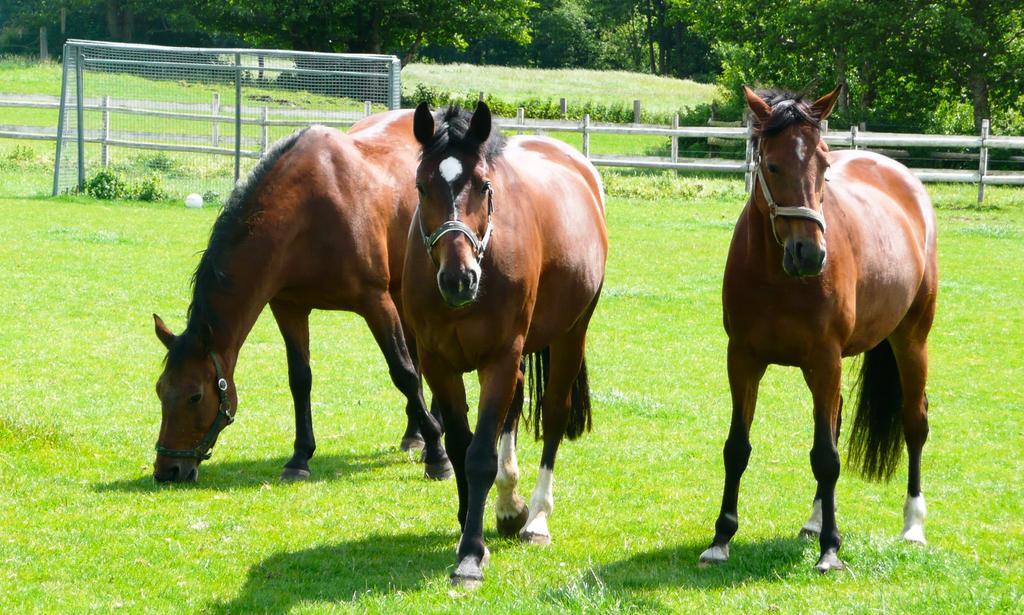 Ponyhof Naeve Am Wittensee Gross Wittensee